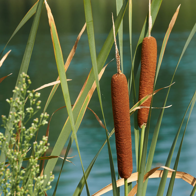 Typha latifolia | Bullrush / P9