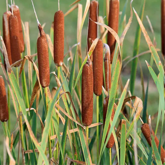Typha latifolia | Bullrush / P9