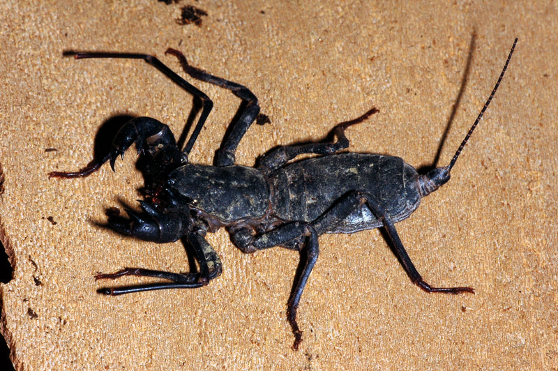 Java Whip Scorpion | Typopeltis sp. Java
