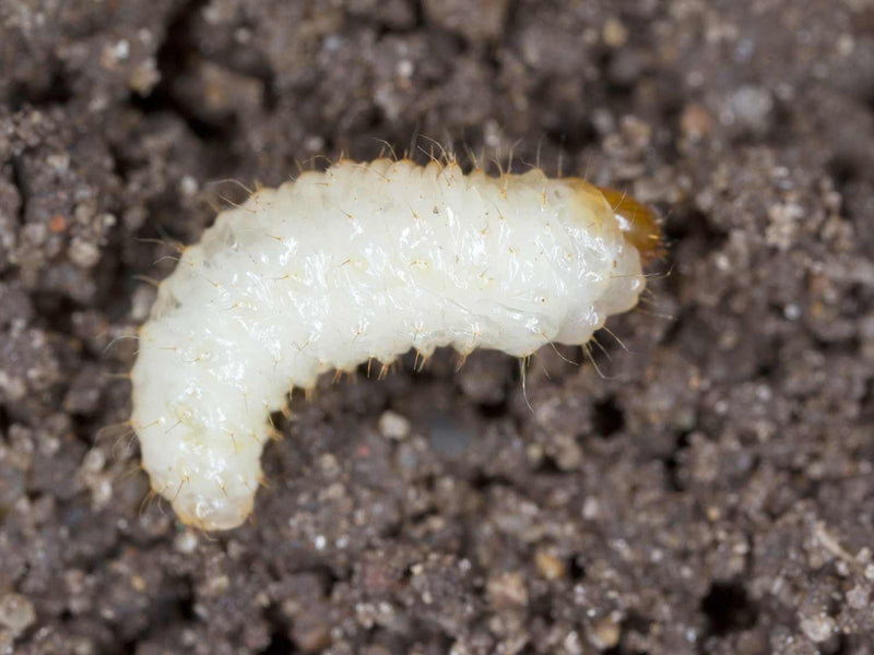 BugClear Ultra Vine Weevil Killer  480ml