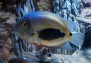 Uaru triangle cichlid (Uaru amphiacanthoides), photograph by Brent Tibbats, CC BY 3.0, Wikimedia Commons.