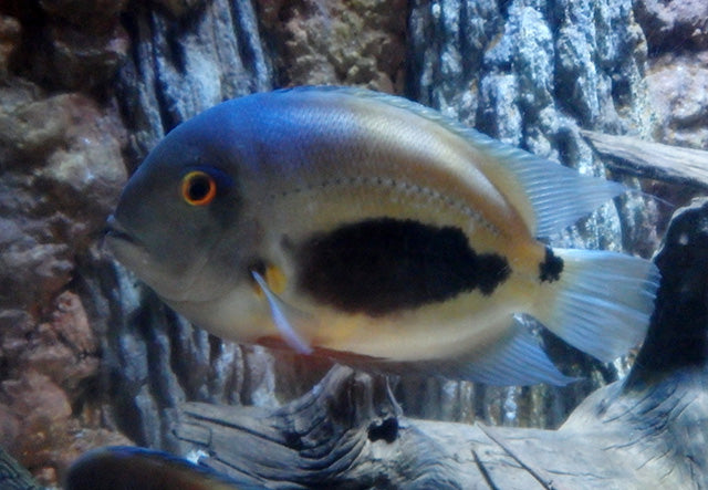 Uaru triangle cichlid (Uaru amphiacanthoides), photograph by Brent Tibbats, CC BY 3.0, Wikimedia Commons.