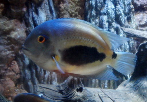 Uaru triangle cichlid (Uaru amphiacanthoides), photograph by Brent Tibbats, CC BY 3.0, Wikimedia Commons.