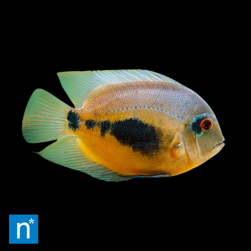 Uaru Triangle Cichlid | Uaru amphiacanthoides