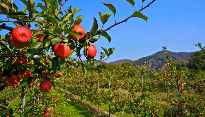 Apple 'James Grieve' 2 Year Bush