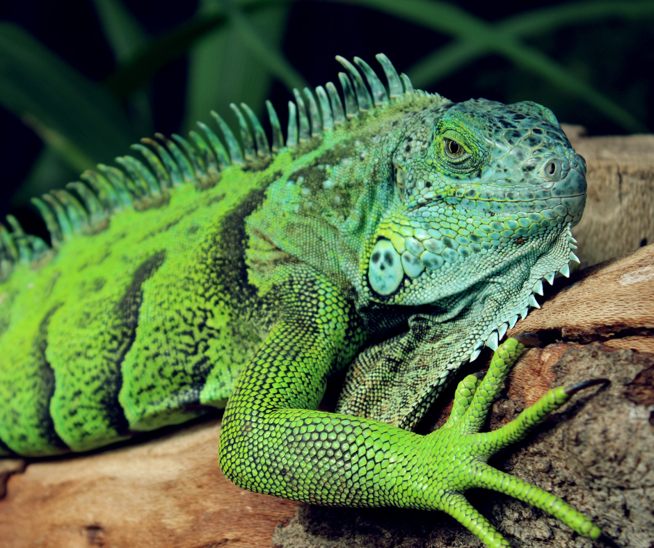 Buy Reptiles Online Ireland Reptile Centre Ireland Jumping Spiders