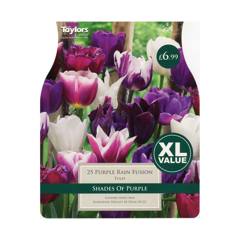 Tulip Purple Rain Fusion