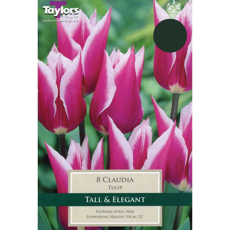 Tulip 'Claudia' Bulbs (8 pack)