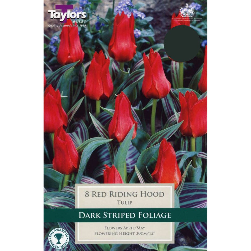 Tulip 'Red Riding Hood' Bulbs (18 pack)
