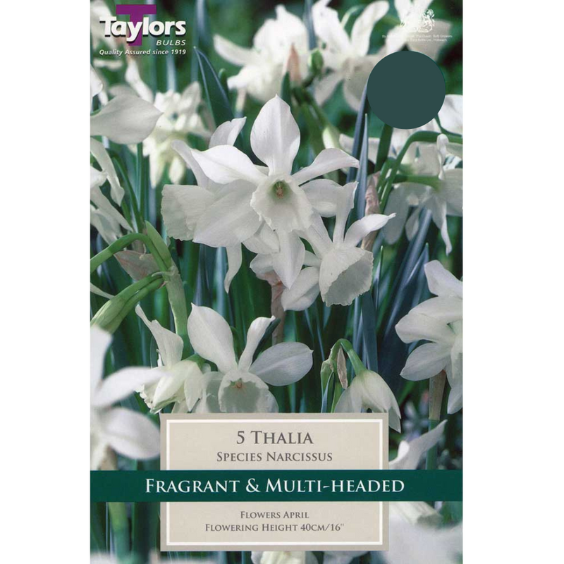 Daffodil Narcissus 'Thalia'