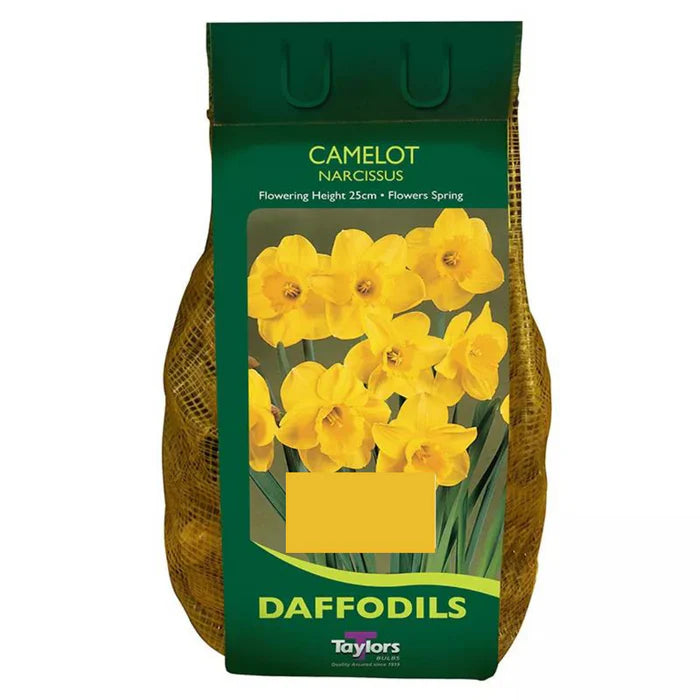 Daffodil Narcissus 'Camelot' (1.5kg)