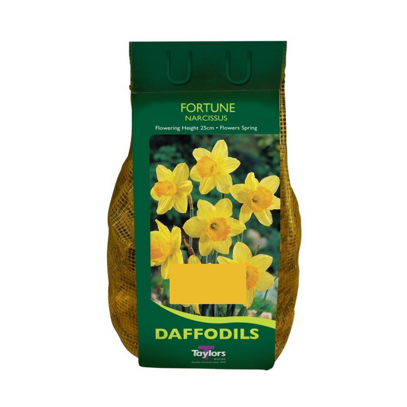 Daffodil Narcissus 'Fortune' (6kg)