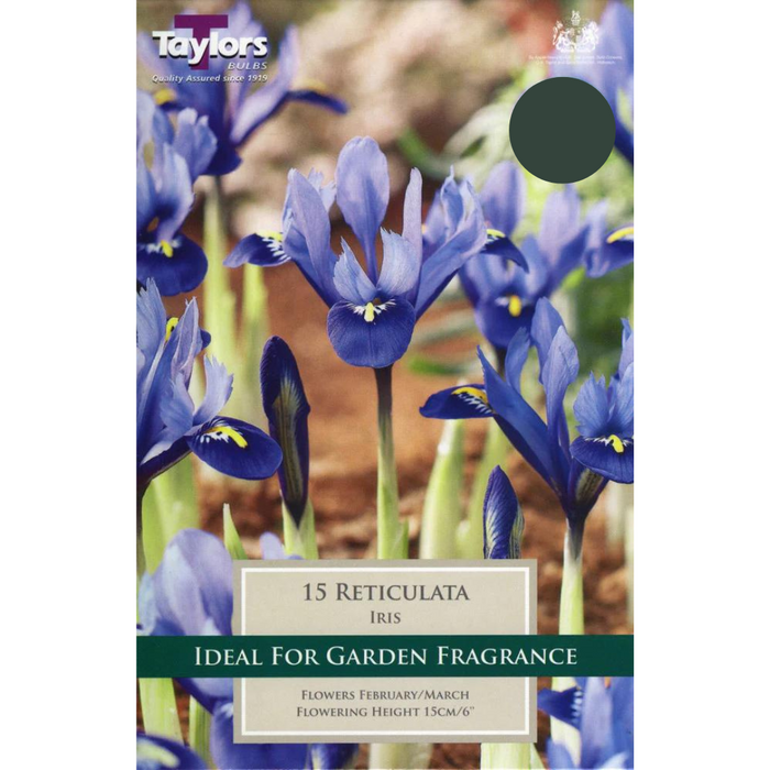 Iris 'Reticulata' Bulbs