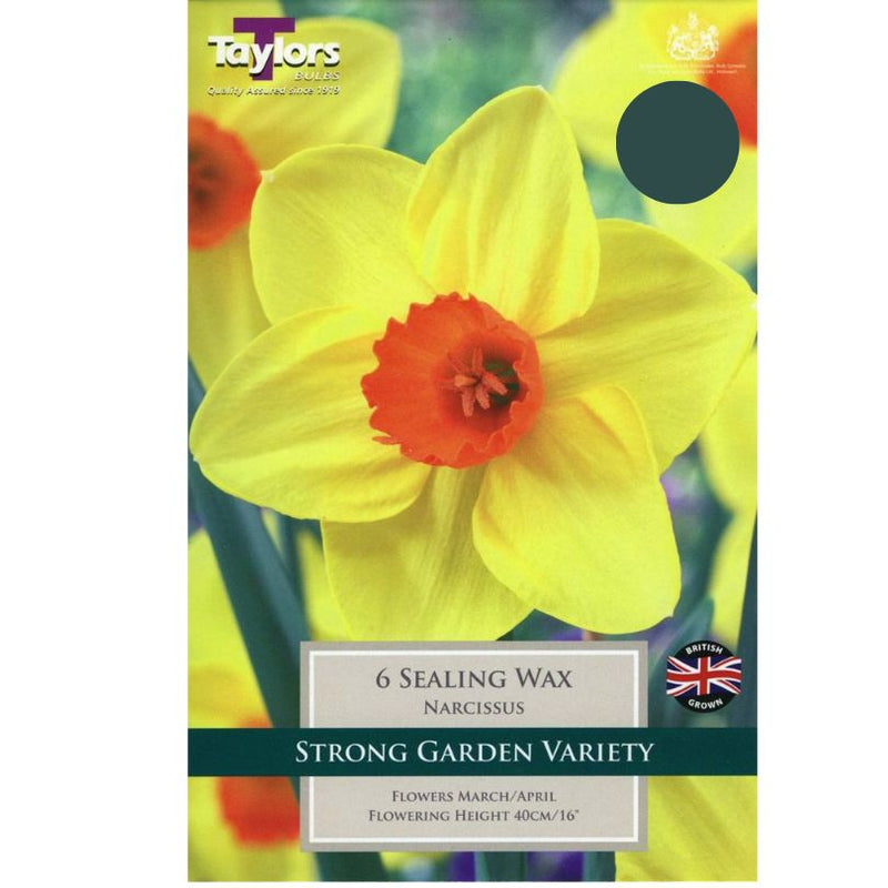 Daffodil Narcissus Sealing Wax (7 Bulbs Per Pack)