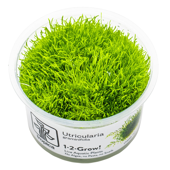 Utricularia graminifolia 1-2 Grow