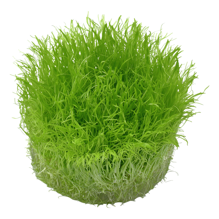Utricularia graminifolia 1-2 Grow