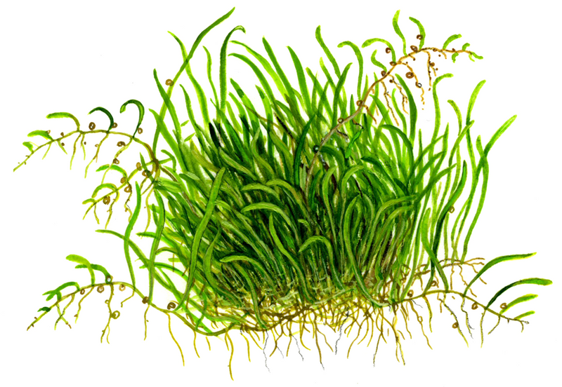Utricularia graminifolia 1-2 Grow