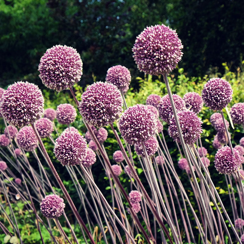 Allium 'Summer Drummer' (7 Pack)