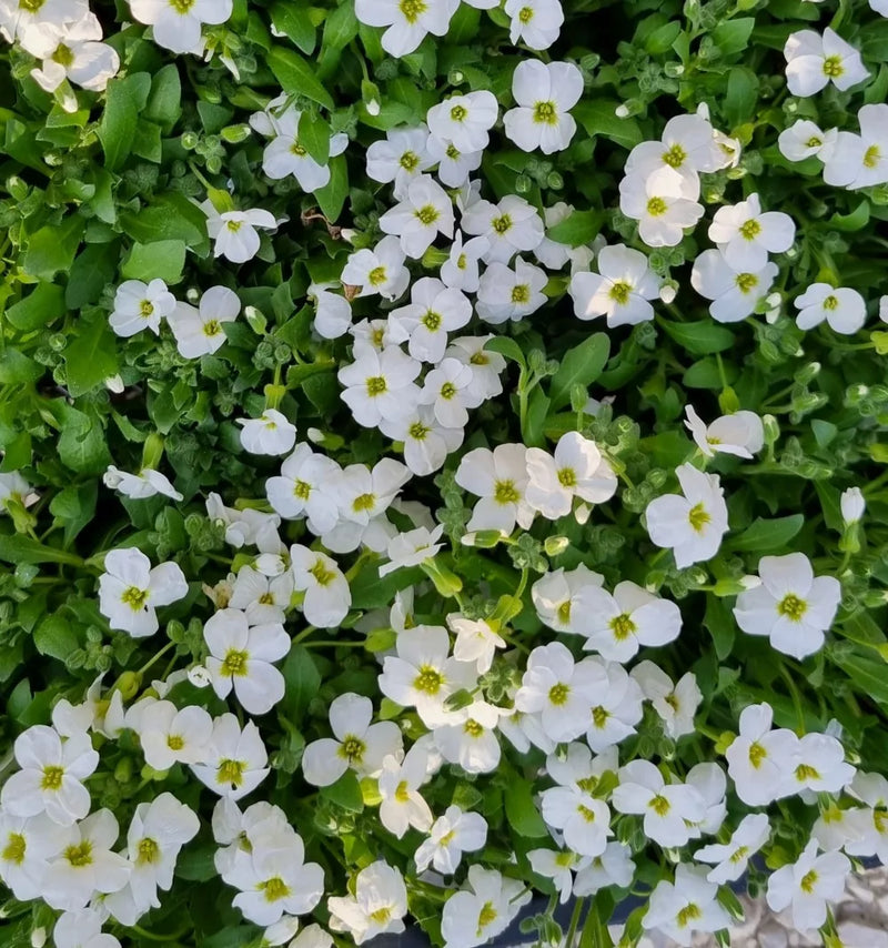 Aubrieta 'Axcent White' 9cm