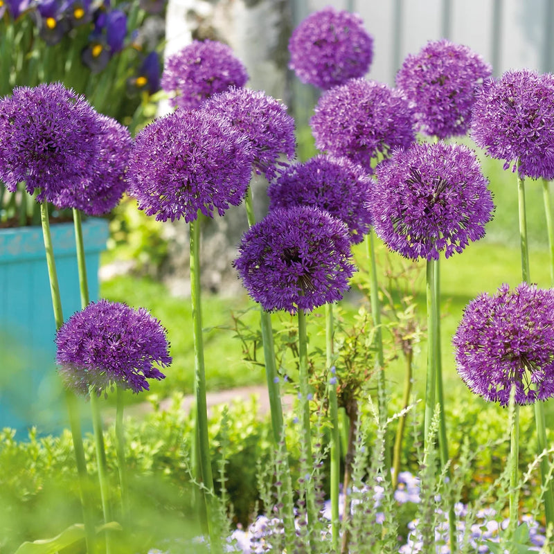 Allium 'Purple Sensation' (18 Pack)
