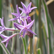 Variegated Society Garlic – Tulbaghia violacea 'Variegata'
