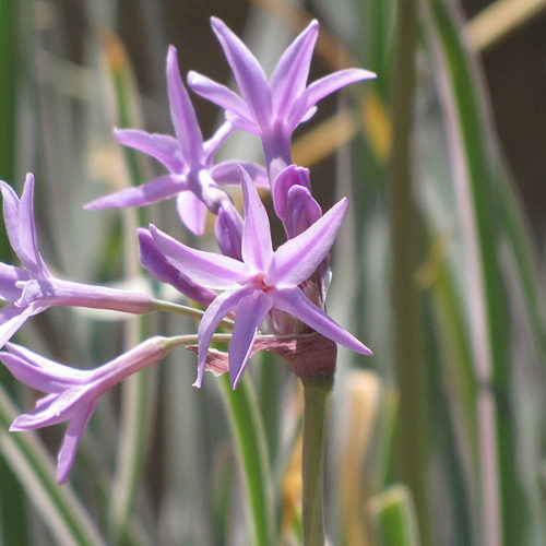 Variegated Society Garlic – Tulbaghia violacea 'Variegata'