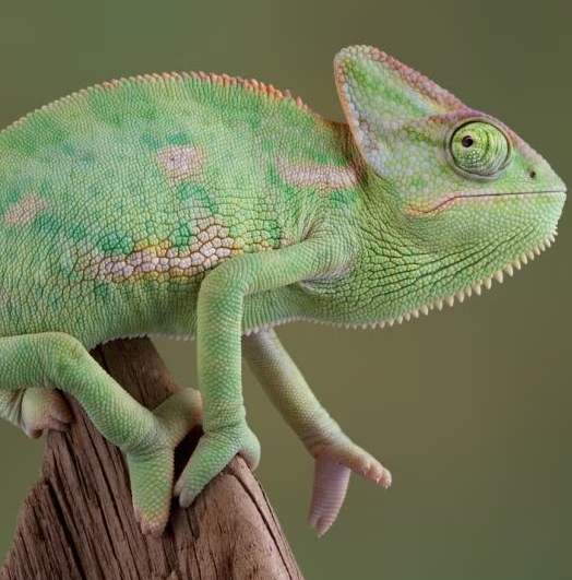 Yemen Chameleon