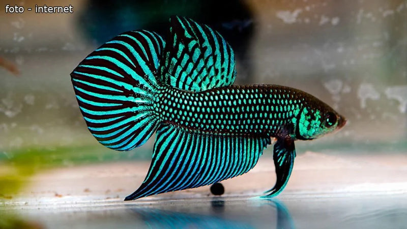 Veiltail Green Betta