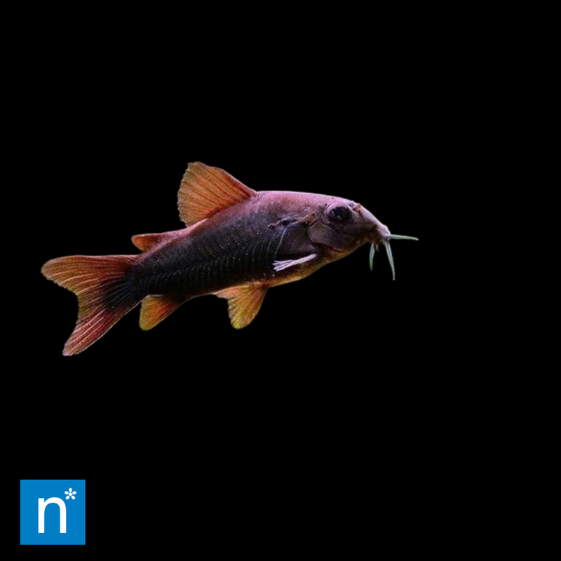 Venezuelan Black Corydoras | Corydoras aeneus