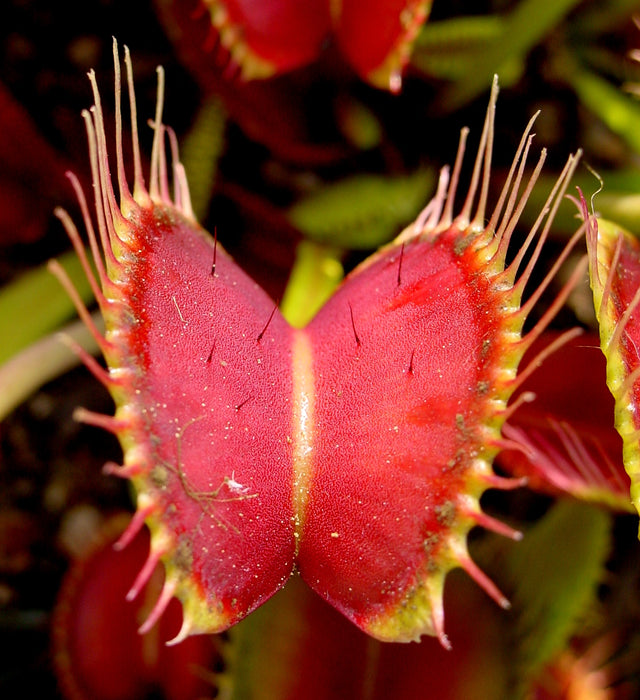Venus Flytrap | Dionaea Muscipula (P12)