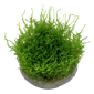 Vesicularia dubyana Christmas Moss