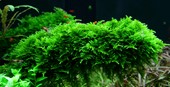 Vesicularia dubyana Christmas Moss