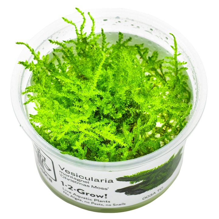 Vesicularia Montagnei 'Christmas Moss' 1-2Grow