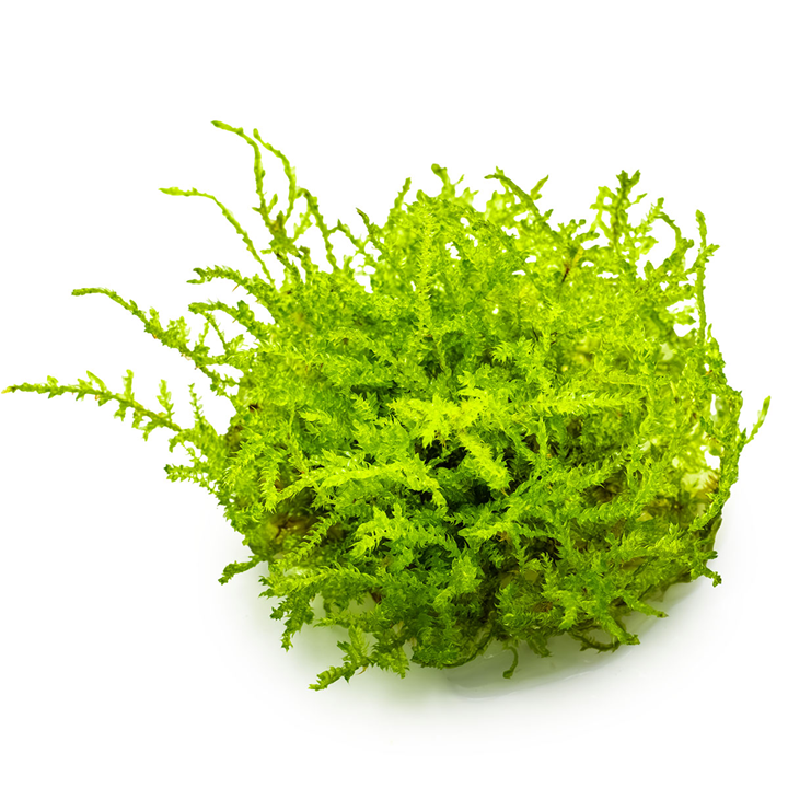 Vesicularia Montagnei 'Christmas Moss' 1-2Grow