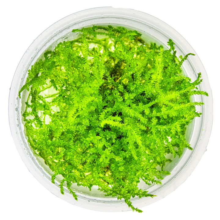 Vesicularia Montagnei 'Christmas Moss' 1-2Grow