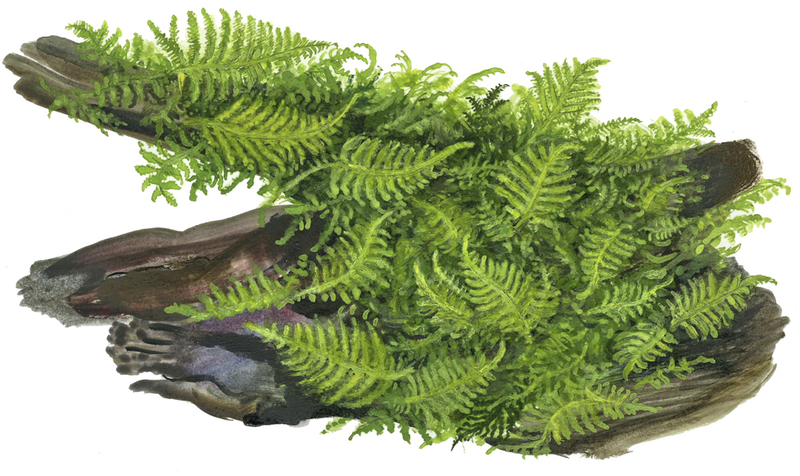 Vesicularia Montagnei 'Christmas Moss' 1-2Grow