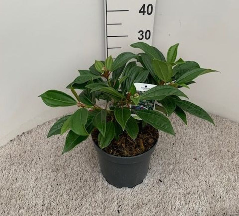 Viburnum davidii 4 Ltr pot