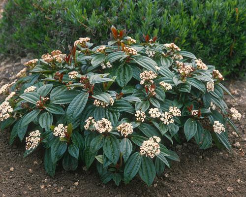 Viburnum davidii 4 Ltr pot
