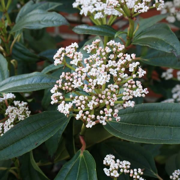 Viburnum davidii 4 Ltr pot