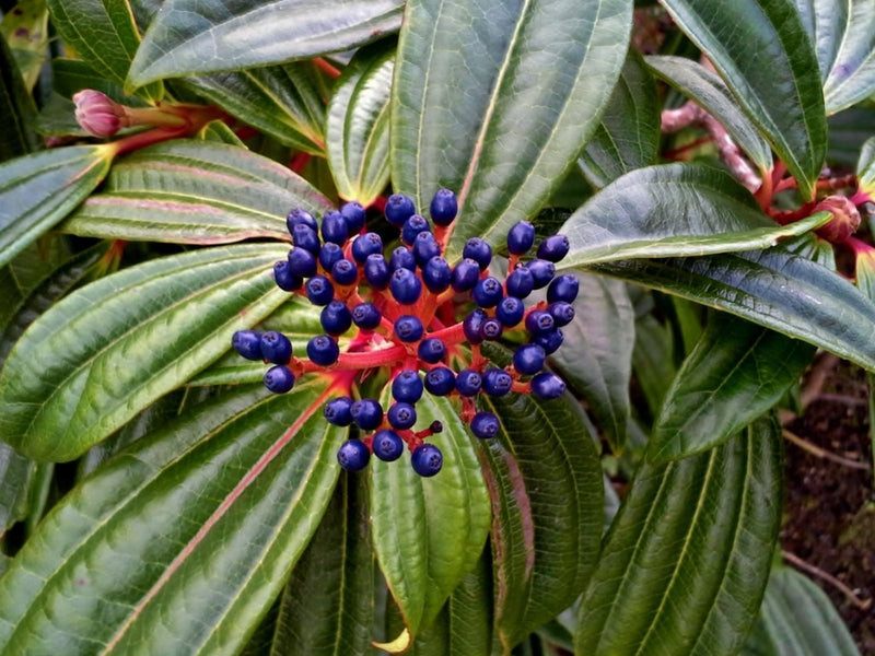 Viburnum davidii 4 Ltr pot