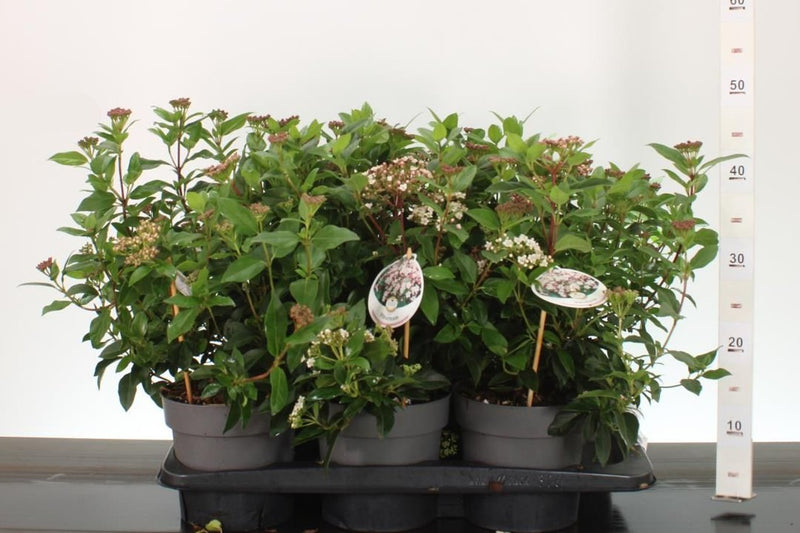 Viburnum tinus 25-30cm Tall 2 Litre