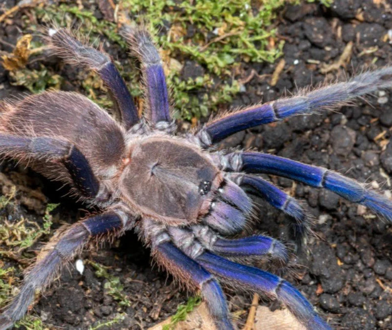 Vietnam Blue tarantula | Chilobrachys dyscolus blue m