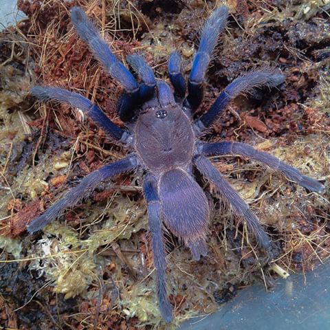 Vietnam Blue tarantula | Chilobrachys dyscolus blue m