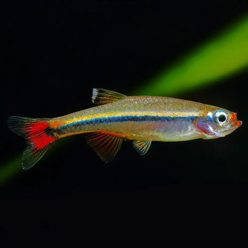 Vietnamese Cardinal Minnow micagemmae 2-2.5cm