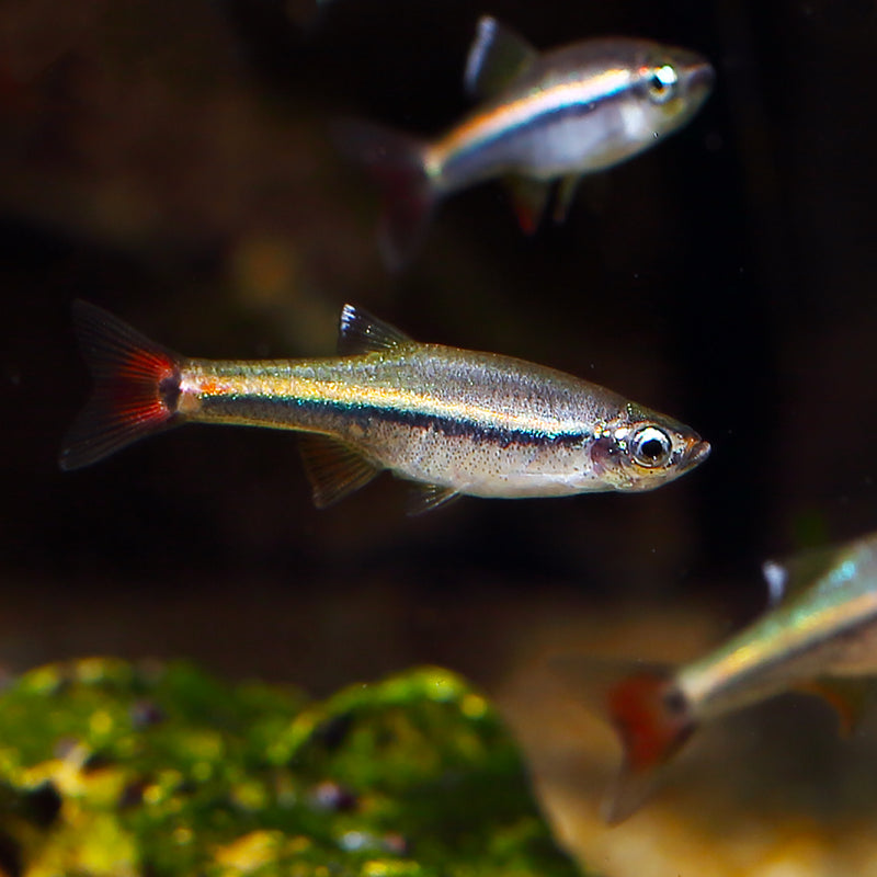 Vietnamese Cardinal Minnow micagemmae 2-2.5cm