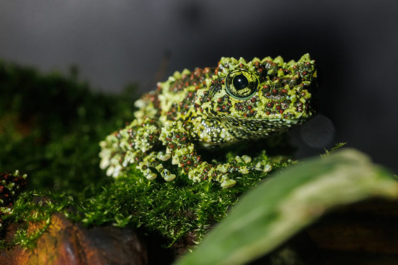 Vietnamese Mossy Frog