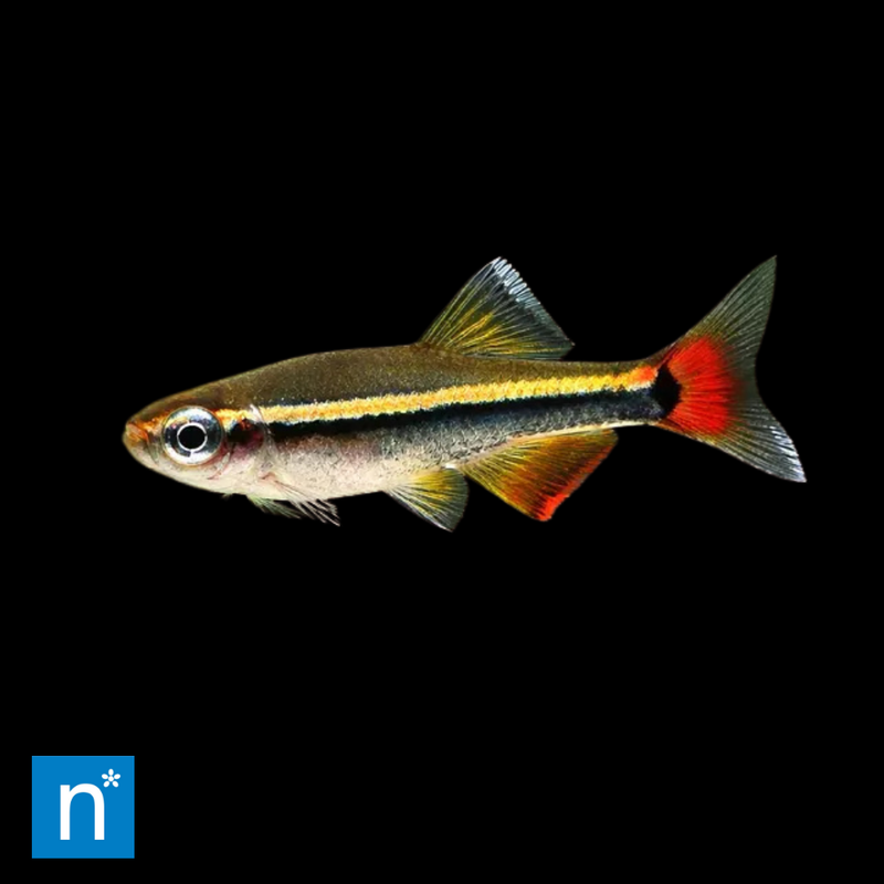 Vietnamese Cardinal Minnow | Tanichthys micagemmae
