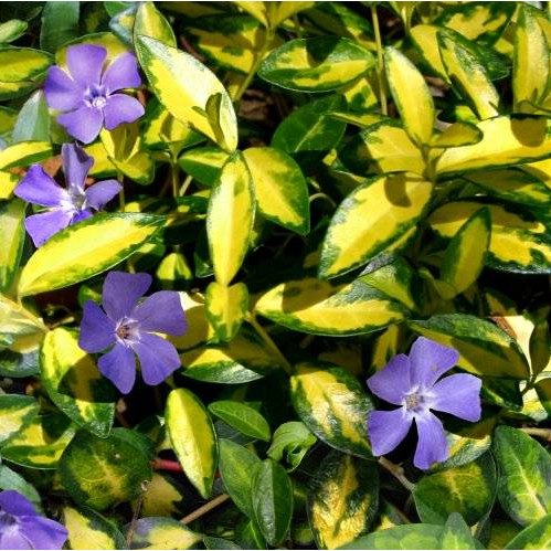 Vinca Variegated 'Golden Blue' 9cm