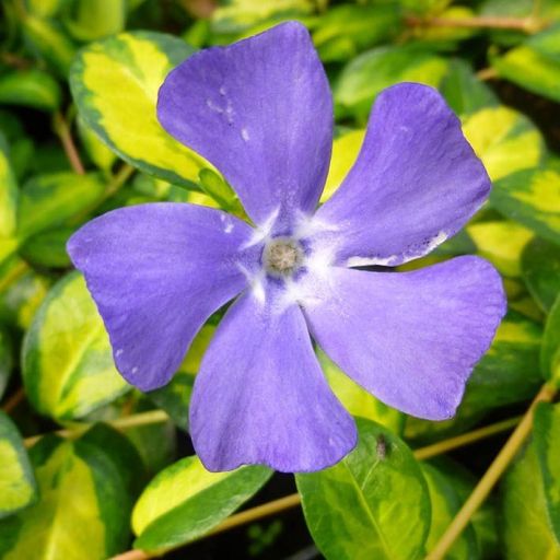 Vinca Variegated 'Golden Blue' 9cm