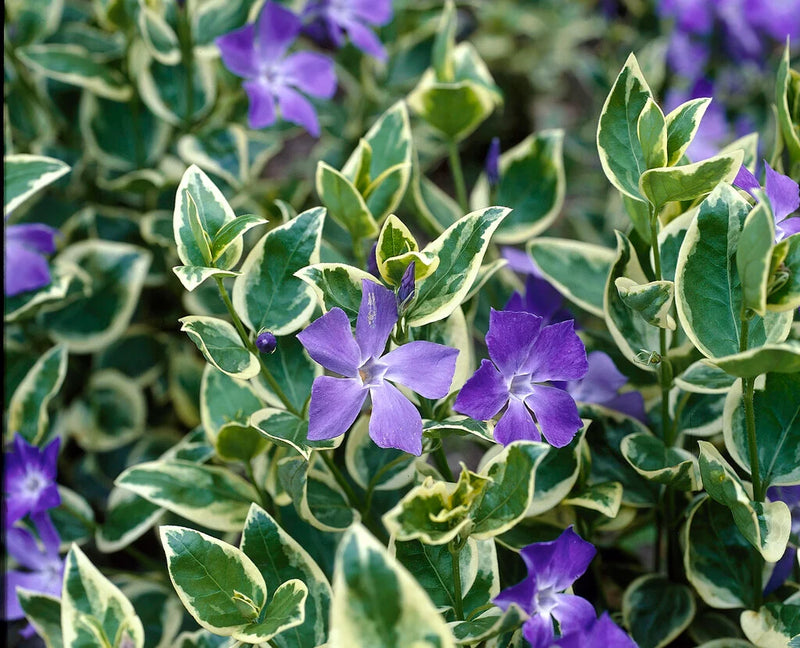 Vinca Variegated 'Golden Blue' 9cm